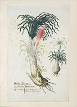 Gethyllis ciliaris (Koekemakranka), 1777-1786. Creator: Robert Jacob Gordon.
