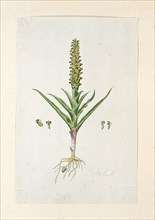 Corycium orobanchoides (L.F.) Swartz, 1777-1786. Creator: Robert Jacob Gordon.