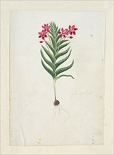 Lapeirousia silenoides (Jacq.) Ker Gawl., 1777-1786. Creator: Robert Jacob Gordon.
