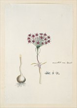 Hessea cinnamomea (L'Hérit.) Durand & Schinz. (umbrella lily), 1777-1786. Creator: Robert Jacob Gordon.