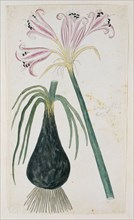 Crinum macowanii Baker, formerly Amaryllis belladonna (Cape coast lily), 1777-1786. Creator: Robert Jacob Gordon.