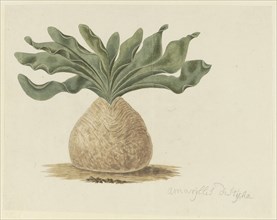 Boophone haemanthoides F.M. Leighton (Hottentots Poison-Bulb, Or Giftbol), 1777-1786. Creator: Robert Jacob Gordon.