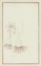 Gethyllis sp. (Kukumakranka), 1777-1786. Creator: Robert Jacob Gordon.