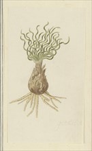 Gethyllis afra L (Kukukmakranka), 1777-1786. Creator: Robert Jacob Gordon.