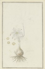 Gethyllis britteniana baker (Kukumakranka), 1777-1786. Creator: Robert Jacob Gordon.