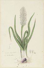 Lachenalia orthopetala Jacq. (Hyacinth), 1777-1786. Creator: Robert Jacob Gordon.