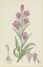 Gladiolus caryhyllaceus (Burm, f.) Poir., 1777-1786. Creator: Robert Jacob Gordon.