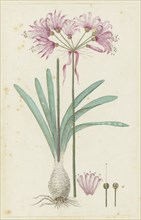 Nerine humilis (Jacq.) Herb. (Amaryllis humilis), 1777-1786. Creator: Robert Jacob Gordon.