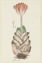 Haemanthus coccineus L. (Blood flower), 1777-1786. Creator: Robert Jacob Gordon.