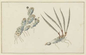 Pectinaria articulata (Ait.) (Stapelia Nigrum), 1777-1786. Creator: Robert Jacob Gordon.