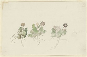 Orbea verrucosa (Masson) L.C. Leach. (Hirsute stapelia), 1777-1786. Creator: Robert Jacob Gordon.