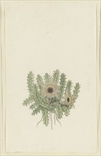Huernia barbata (Masson) Haw., 1777-1786. Creator: Robert Jacob Gordon.