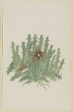 Orbea verucosa (Masson) L.C. Leach. (Hirsute Stapelia), 1777-1786. Creator: Robert Jacob Gordon.