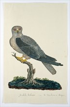 Elanus caeruleus (Black-winged kite), 1777-1786. Creators: Robert Jacob Gordon, Johannes Schumacher.