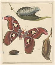 Studies of a caterpillar, a butterfly and a pupa, 1832-1897. Creator: Alexander Ver Huell.