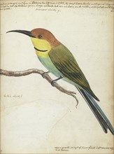 Small bird on branch, 1785. Creator: Jan Brandes.
