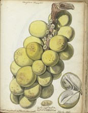 Langsat, a Javanese fruit, 1785. Creator: Jan Brandes.