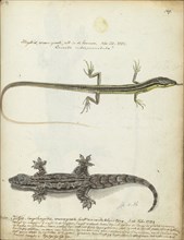 Lizard and Tjitjak, 1784. Creator: Jan Brandes.