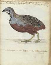 Javan quail, 1785. Creator: Jan Brandes.