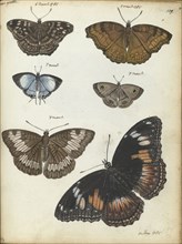 Butterflies from Java, 1785. Creator: Jan Brandes.