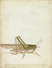 Grasshopper, 1784. Creator: Jan Brandes.