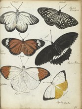 Javanese butterflies, 1784. Creator: Jan Brandes.