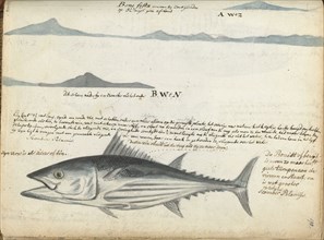 Coastal profiles of the Canary Islands, and Fish, 1778.  Creator: Jan Brandes.