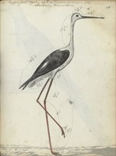 Cape wading bird, 1786-1787. Creator: Jan Brandes.