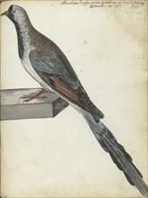 Cape pigeon, 1787. Creator: Jan Brandes.