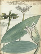 Cape flower, (Aponogeton distachium), 1786. Creator: Jan Brandes.
