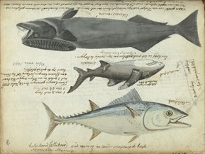 Tuna (Thunnus thynnus), shark (Carcharodon carcharias) and remora (Echeneidae), 1788. Creator: Jan Brandes.