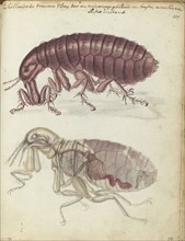 Human flea, (Pulex irritans), 1770-1787. Creator: Jan Brandes.