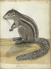 Ceylon squirrel, (Atlantoxerus getulus), 1785. Creator: Jan Brandes.