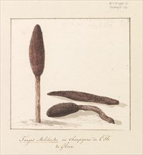 Rare plant of the island of Gozo, 1778. Creator: Louis Ducros.