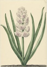 The pinkish white hyacinth State General, 1734. Creator: Abraham Hendrik Van Beesten.