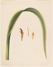 Study of a leaf and a flower, 1836-1915. Creator: Abraham Jacobus Wendel.