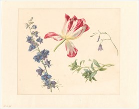 Flower studies, 1798-1821. Creator: Albertus Jonas Brandt.