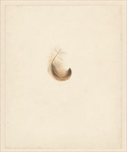 Study of a feather, 1824-1900. Creator: Albertus Steenbergen.