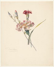 Study sheet with Carnations, 1824-1900. Creator: Albertus Steenbergen.