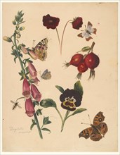 Study sheet with flowers and butterflies, 1824-1900. Creator: Albertus Steenbergen.