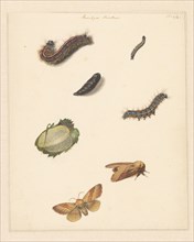 Study sheet with various caterpillars, moths, an egg and a cocoon of the Bombya Neustria, 1824-1900. Creator: Albertus Steenbergen.