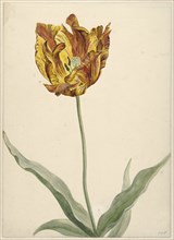 Tulip, 1700-1800. Creator: Anon.