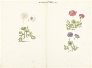 Three studies of anemones, 1760-1769. Creator: C. Baak.