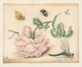 A Rose and Five Insects, 1618. Creator: Christoffel van den Berghe.