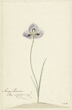 Iris, 1741-1795. Creator: Cornelis van Noorde.
