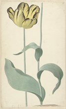 The tulip Bizard Louis d'Effroy, 1765. Creator: Cornelis van Noorde.
