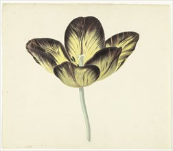 Tulip called Bizard Egiptienne, 1741-1795. Creator: Cornelis van Noorde.