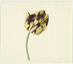 Tulip called Bizard Pontifex Romanus, 1741-1795. Creator: Cornelis van Noorde.