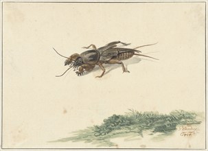 Insect, 1754. Creator: Gerard Sanders.