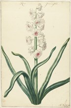 White hyacinth, 1720-1729. Creator: Hendrik Budde.